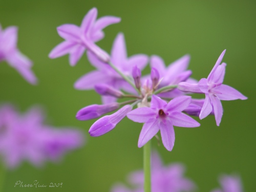 野の花3）・・蝶_b0078874_2145273.jpg