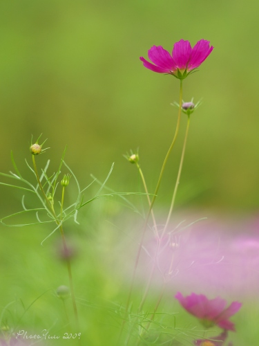 野の花3）・・蝶_b0078874_2145317.jpg