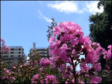 百日紅(さるすべり)の花_f0177175_22584257.jpg