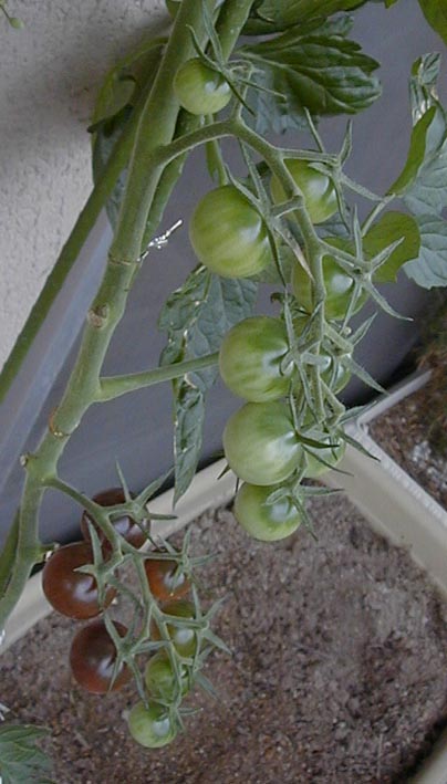 e0126576_8441459.jpg