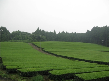 f0138278_21383922.jpg