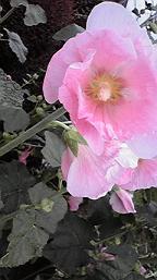 f0098680_20463527.jpg