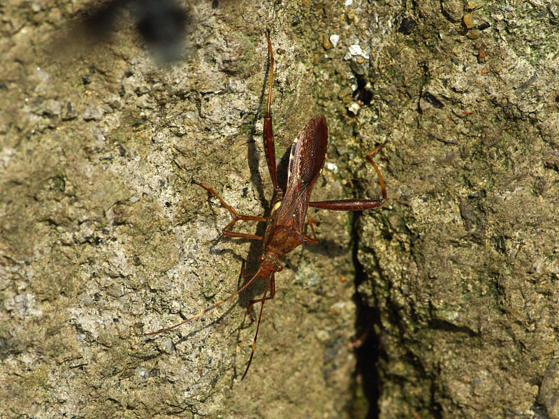 ホソヘリカメムシ（赤坂公園 2009/07/05撮影）_f0204094_92135100.jpg