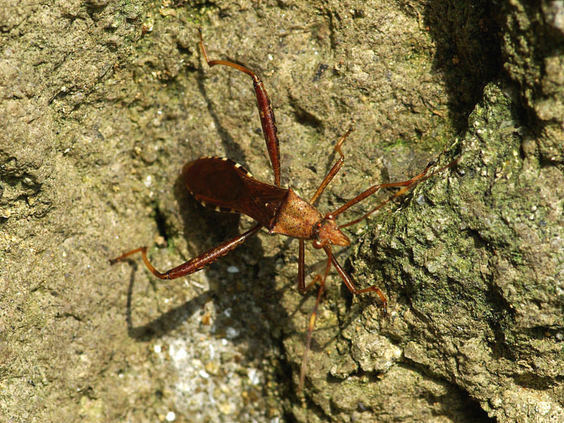 ホソヘリカメムシ（赤坂公園 2009/07/05撮影）_f0204094_921798.jpg