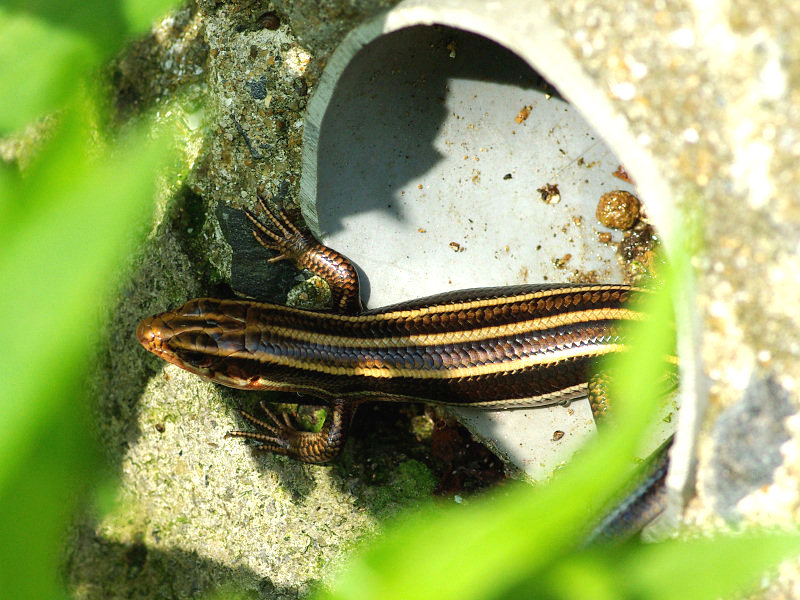 ニホントカゲ（赤坂公園 2009/07/05撮影）_f0204094_972311.jpg