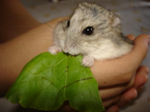 おねだりポーズのゴマたん (Criceto)_d0006400_0105220.jpg
