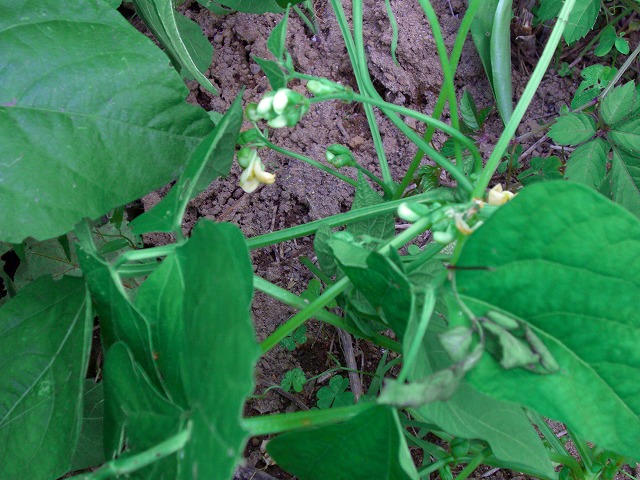c0125702_0425744.jpg