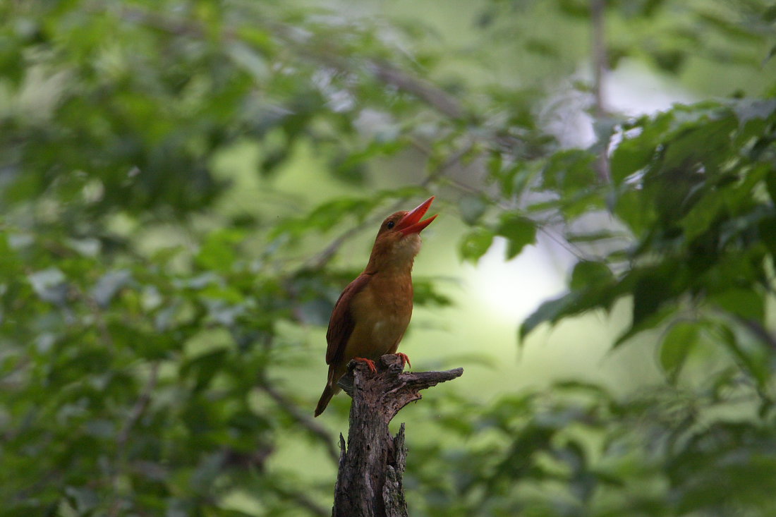 アカショウビン第3弾_d0078406_16225638.jpg