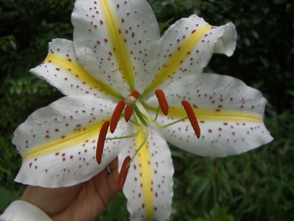 ヤマユリ_b0049307_0201367.jpg