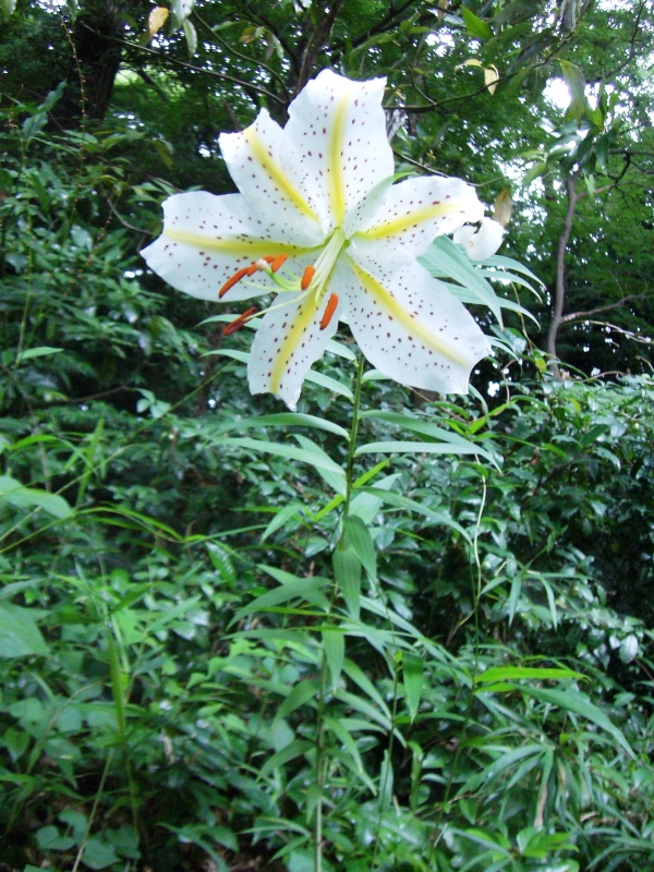 ヤマユリ_b0049307_0204295.jpg