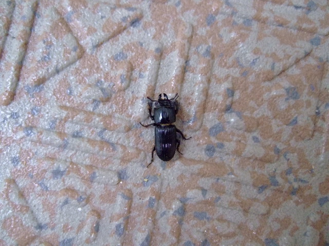 f0152308_205842.jpg