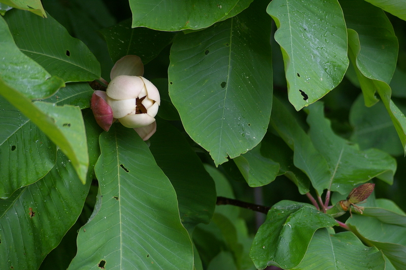 木の葉の小包_f0011632_2161619.jpg