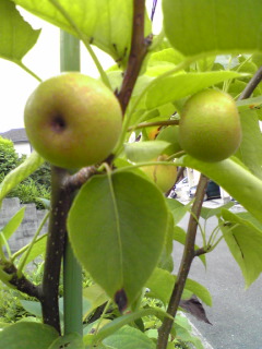 c0180841_21521231.jpg