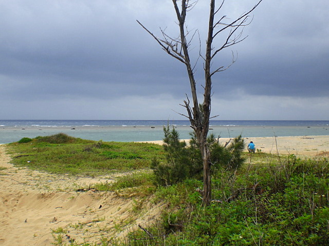 はまゆう　咲く海岸で_b0149867_1351032.jpg