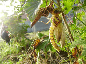 e0148077_8582082.gif