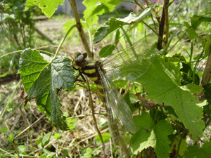 e0148077_859141.gif