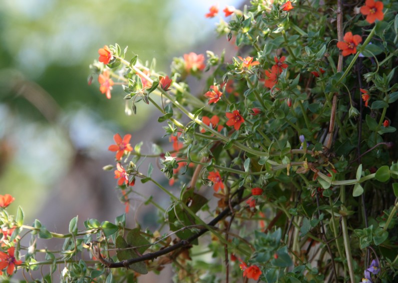 南西イングランドの旅の思い出　：　路傍の花たち_c0144185_13593928.jpg