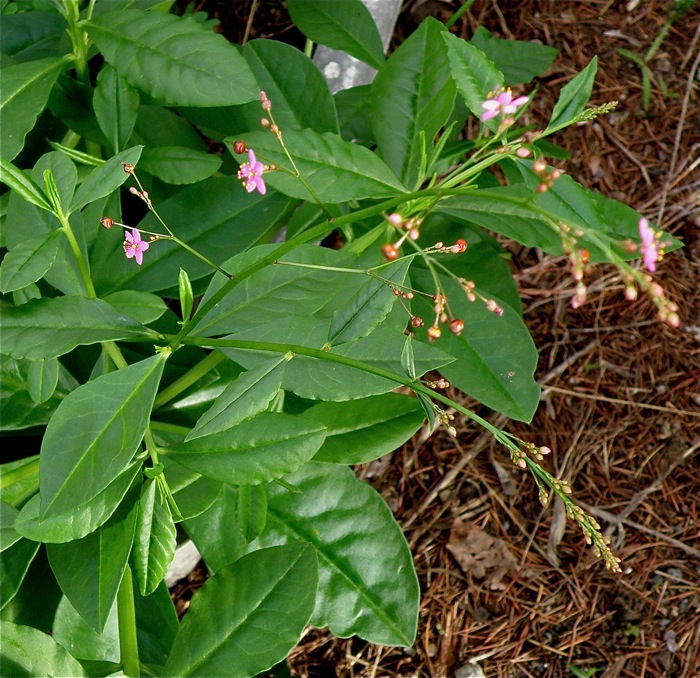 ハゼランの咲く瞬間を見てみたい 楽餓鬼