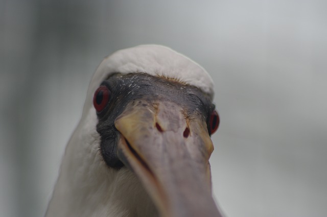 続々花鳥園。_f0208490_0162169.jpg