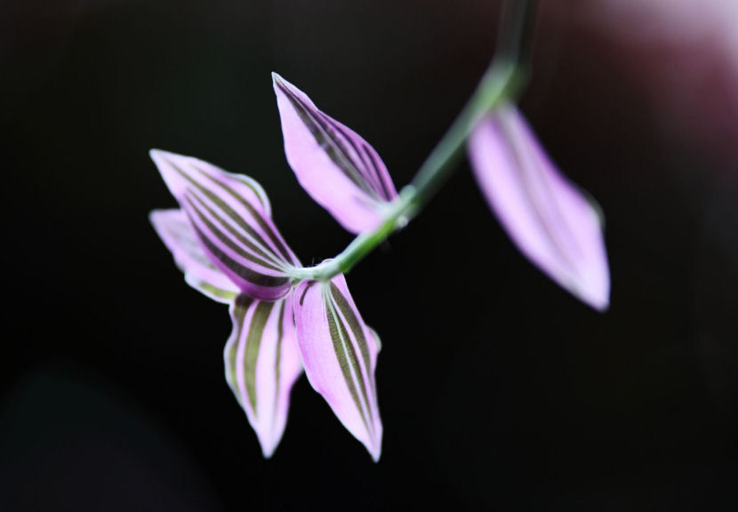 Leaf_f0195893_2141219.jpg
