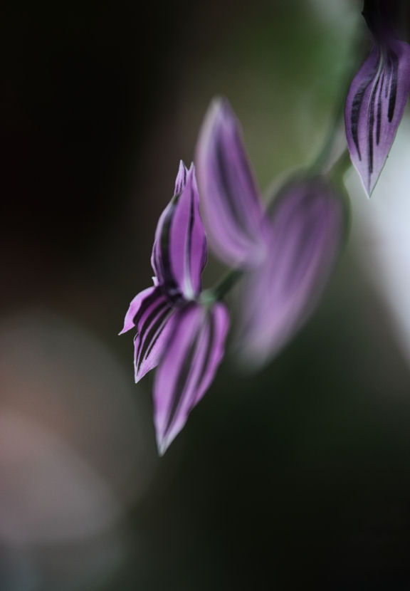 Leaf_f0195893_2144461.jpg