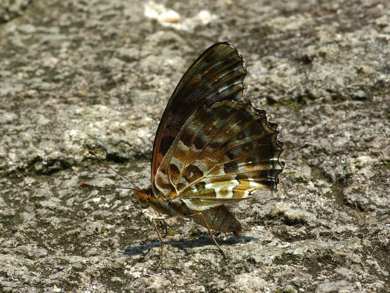 f0204094_1753845.jpg