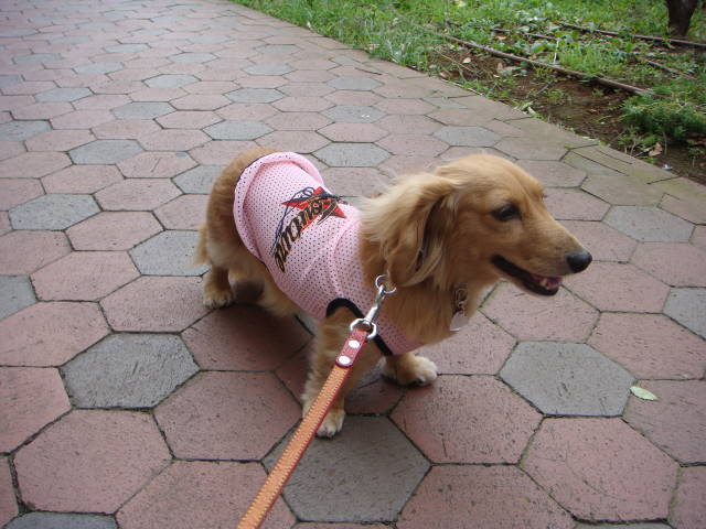 d0098295_1627125.jpg