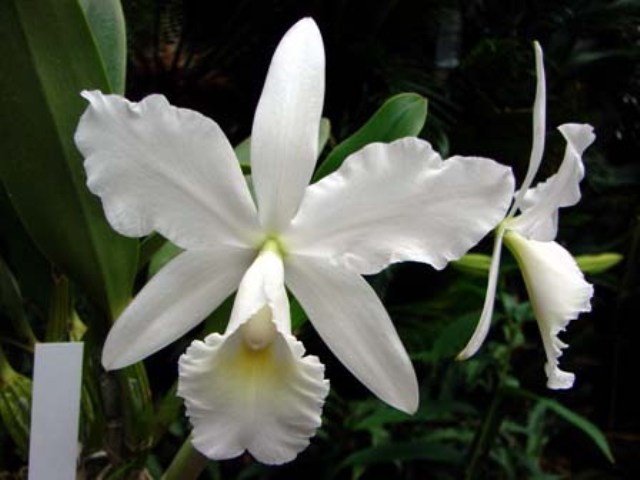 Ｃ．ｊｅｎｍａｎｉｉ　ｆ. ａｌｂａ_d0007501_20184970.jpg