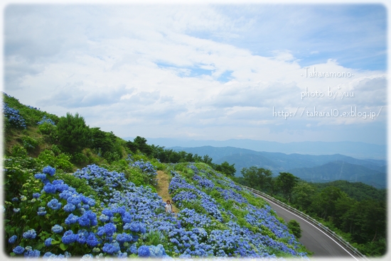 山の上の紫陽花_f0111908_22382427.jpg