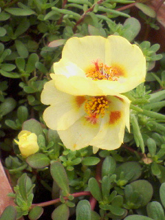 d0126011_1324790.jpg