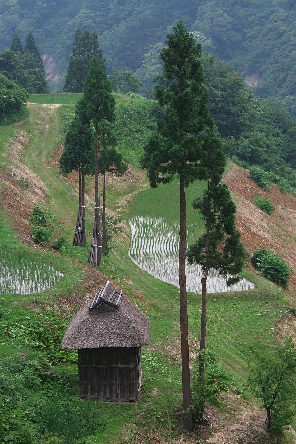 棚田のある風景_a0032015_141613.jpg