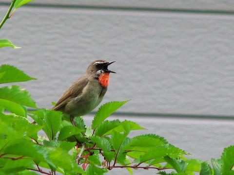 2009年7月11日（土）：曇り＆晴れ_e0062415_17391246.jpg