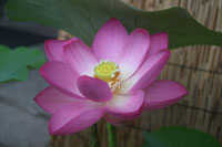 大賀ハス開花状況_e0135219_8262815.jpg