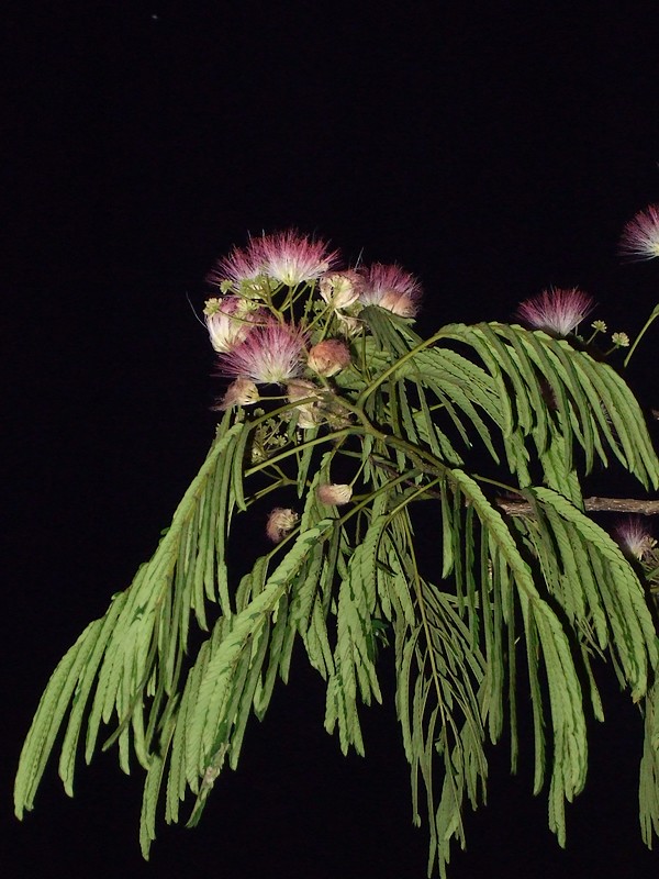 f0143119_20115114.jpg