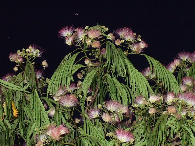 f0143119_2085283.jpg