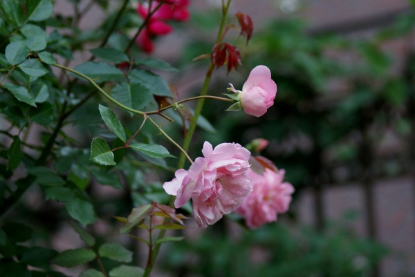 f0170524_14204935.jpg