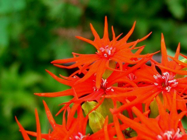 燕尾仙翁 エンビセンノウ 花の仲間調べ