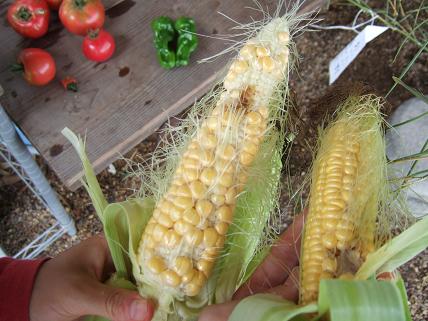 夏野菜とさいきんの疑問_c0154637_133582.jpg