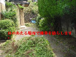 ハイスピードな剪定作業_f0031037_193548.jpg