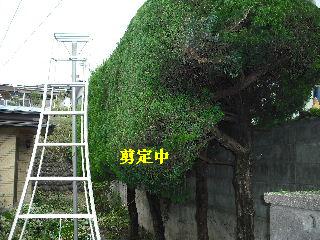 ハイスピードな剪定作業_f0031037_1941315.jpg