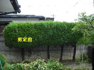 ハイスピードな剪定作業_f0031037_194186.jpg