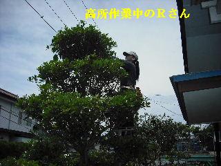 ハイスピードな剪定作業_f0031037_1994748.jpg