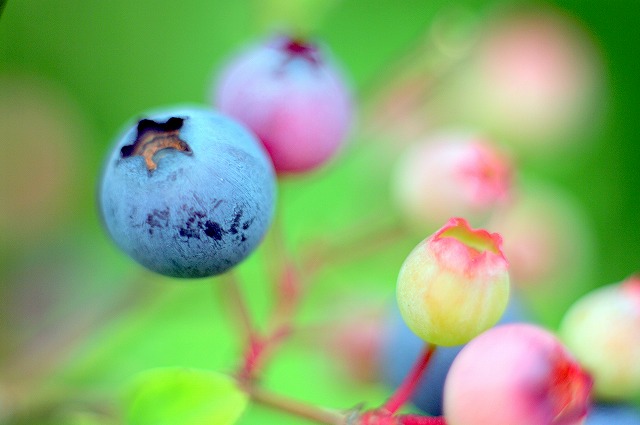 blueberry_d0113340_2173160.jpg