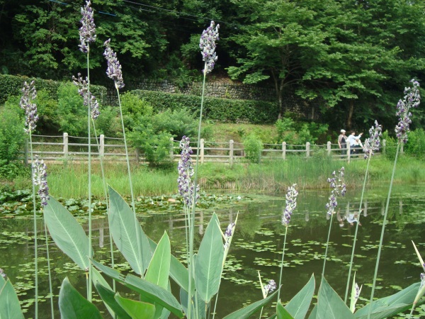 吹上菖蒲園再訪　花の競演_c0118352_524911.jpg