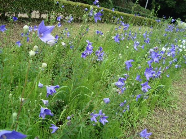 吹上菖蒲園再訪　花の競演_c0118352_5325312.jpg