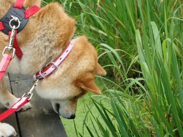 ゆったり気分_a0126590_2255380.jpg