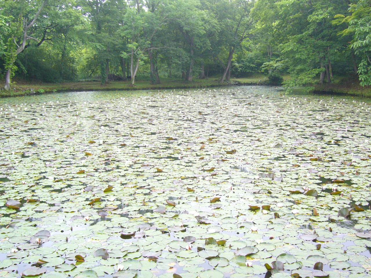 雨の日のオレンジタルトと睡蓮　＜Table de Rivage＞_c0173392_14495131.jpg