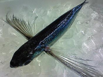 フライング フィッシュ 玉島魚市場 お魚情報 フライング フィッシュ 玉島魚市場 お魚情報