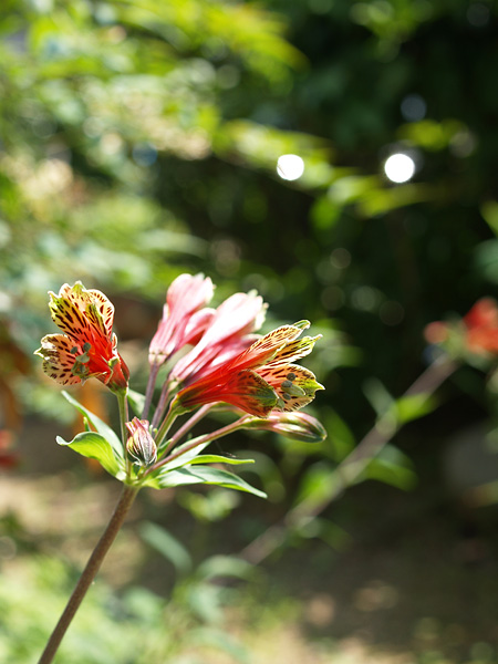 a0041508_125114.jpg