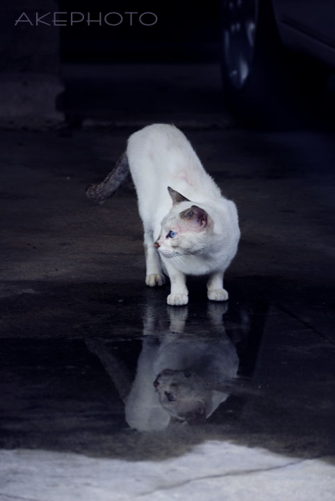 ガレージ猫_e0127416_21102680.jpg